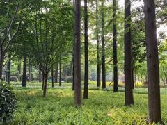 -徐家汇源景区-衡山公园