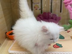 -momokira米努特·德文卷毛猫·棉花面纱犬