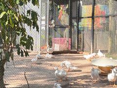 -东南花都花博园