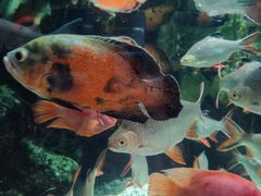 -太平洋海底世界