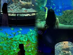 -芜湖新华联大白鲸海洋公园