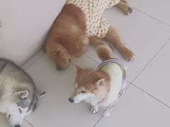 -怪兽屋·羊驼·猫咖·狗咖(俊华广场店)