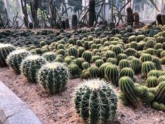 -深圳仙湖植物园