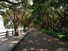 -大湾区中央湿地公园