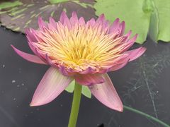 -上海辰山植物园
