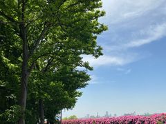 -上海滨江森林公园