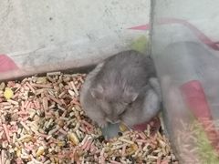 -钓仓鼠(洋桥北里小区店)