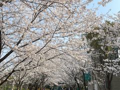 -高东镇樱花园