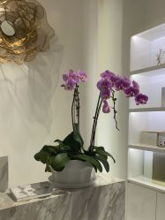 -YESIDO椰岛美容