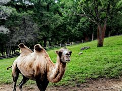 -森工平山皇家鹿苑景区