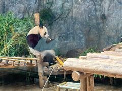 -深圳野生动物园