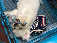 -翊宠yipet猫狗购宠庄园犬舍•猫舍