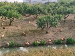 -乌村