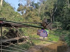 -西双版纳原始森林公园