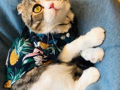 -啵啵喵·猫咖(攀华国际店)