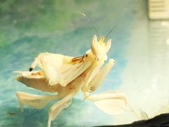 -上海大自然野生昆虫馆(东方明珠·爬宠昆虫探索中心)