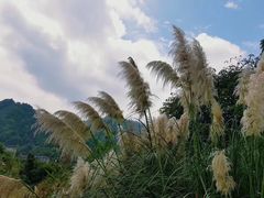 -贵阳市花溪国家城市湿地公园