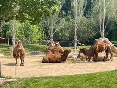 -北京野生动物园