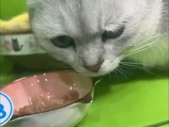-唐小姐の猫狗洗护·购宠旗舰店(周浦万达店)