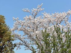 -上海滨江森林公园