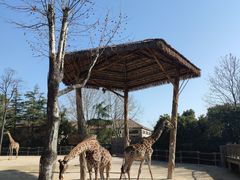 -上海野生动物园