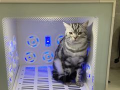 -喵zoo家庭繁育猫舍(尖东智能花园店)