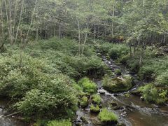 -汤旺河林海奇石景区