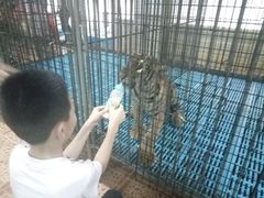 -是拉差龙虎园(Permanently closed)
