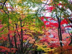 -常寂光寺