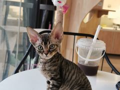 -70cat德文卷毛猫·缅因猫纯种猫舍