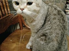 -猫色咖啡·猫咖