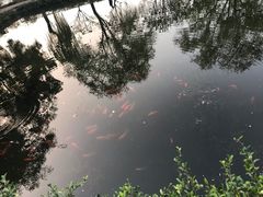 -西湖外事游船(花港观鱼码头)