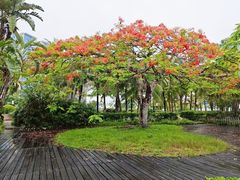 -中澳友谊花园