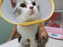 -乐派堂宠物医院·猫友好· 心脏科(东街店)