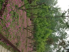 滨湖湿地公园-合肥滨湖国家森林公园