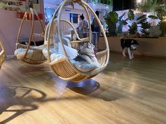 -Husky Go! 哈士奇体验馆·宠物咖啡厅狗咖