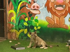 -清迈夜间动物园