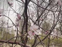 -桃花堤公园