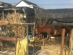 -小鱼草莓采摘园农家乐·小鱼餐厅