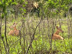 -不觉晓CAMPING(上海迪士尼营地店)