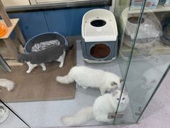 -凯瑞希宠物医院·狂犬免疫·微创·皮肤科