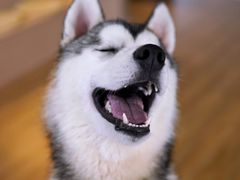 -Husky Go! 哈士奇体验馆·宠物咖啡厅狗咖