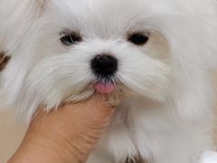 -鑫艺宠物美容培训学校