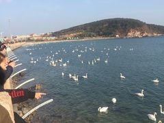 -烟墩角天鹅湖