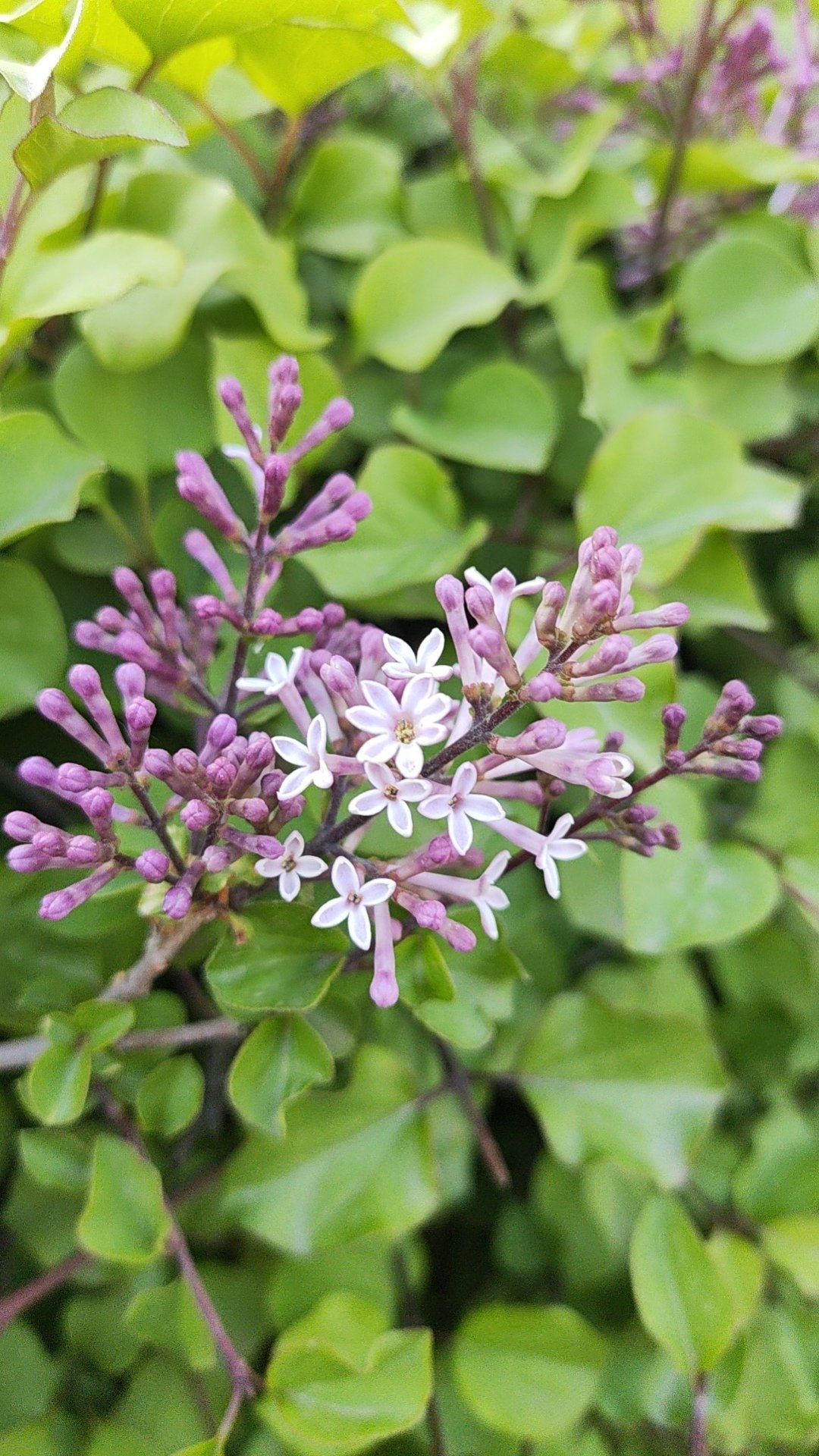 七瓣丁香花图片