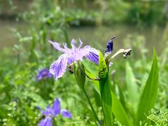 -黄陂区野村谷景区
