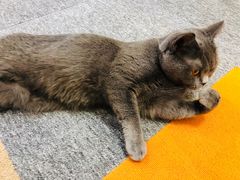 -米宠家·撸猫猫咖小萌宠·猫咪洗澡·猫咪寄养(高新大都荟店)