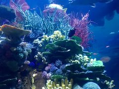 -迪拜帆船酒店海底餐厅