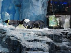 -珠海长隆海洋王国