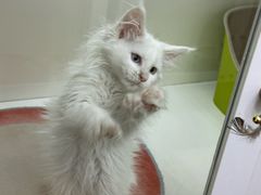 -青奢宠物·青奢猫舍